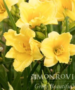 Daylily, Happy Returns