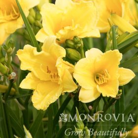 Daylily, Happy Returns