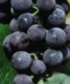 Grape, Concord Seedless