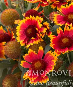 Blanket Flower, Arizona Sun