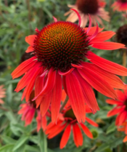 Coneflower, Hot Lava