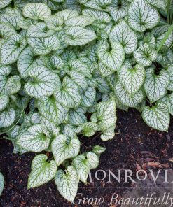 Brunnera, Jack Frost