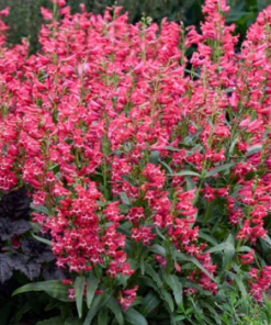 Beardlip Penstemon, (Bejeweled) 'Rose Rhinestones'