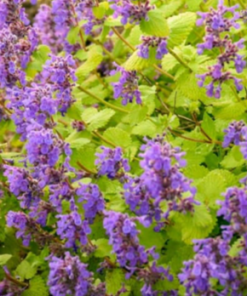 Catmint, Chartreuse on the Loose