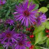 Aster, Grape Crush