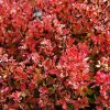Barberry, Golden Ruby