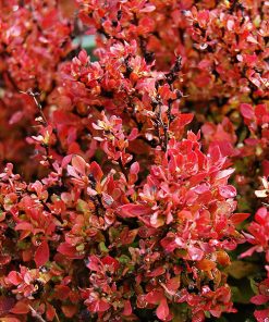 Barberry, Golden Ruby