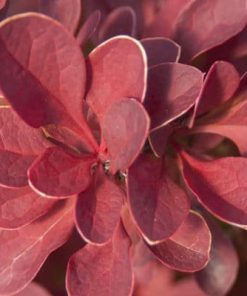 Barberry, Toscana