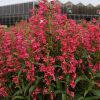 Bearded Penstemon, (Bejeweled) 'Rose Rhinestones'