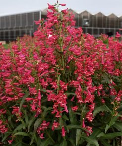Bearded Penstemon, (Bejeweled) 'Rose Rhinestones'