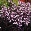 Beardtongue, Digit Dakota Burgundy