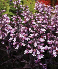 Beardtongue, Digit Dakota Burgundy