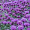 Bee Balm, Balmy Purple