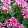 Bee Balm, Pink Chenille