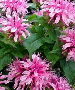 Bee Balm, Pink Chenille