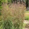 Big Bluestem Grass, Karl's Cousin