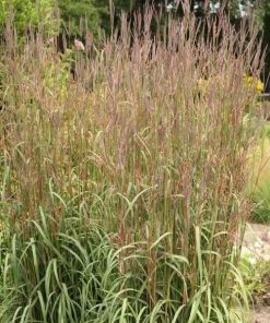 Big Bluestem Grass, Karl's Cousin