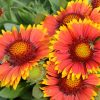 Blanket Flower, Arizona Sun
