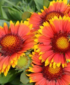 Blanket Flower, Arizona Sun