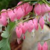Bleeding Heart, Old Fashioned
