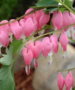 Bleeding Heart, Old Fashioned