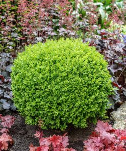 Boxwood, Green Velvet