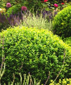 Boxwood, Mont Bruno