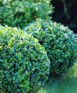 Boxwood, Wintergreen