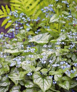 Brunnera, Jack Frost