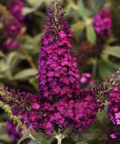 Butterfly Bush, Cranberry (Chrysalis)