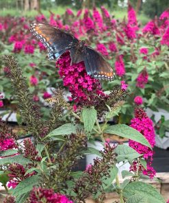 Butterfly Bush, Miss Molly