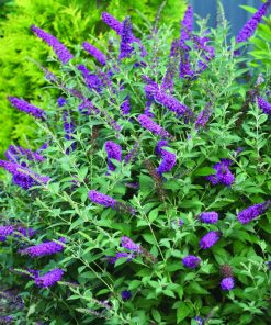 Butterfly Bush, Miss Violet