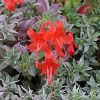 California Fuchsia, Wayne's World