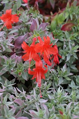 California Fuchsia, Wayne's World