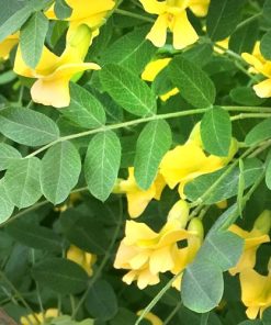 Caragana, Siberian Peashrub