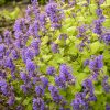 Catmint, Chartreuse on the Loose