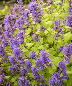 Catmint, Chartreuse on the Loose