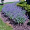 Catmint, Walker's Low