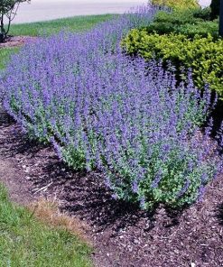 Catmint, Walker's Low