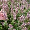 Catmint, Whispurr Pink
