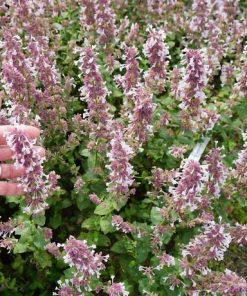 Catmint, Whispurr Pink