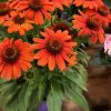 Coneflower, Evolution Fiesta