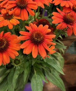 Coneflower, Evolution Fiesta