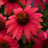 Coneflower, Fuchsia Fandango