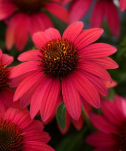 Coneflower, Fuchsia Fandango