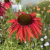 Coneflower, Hot Lava
