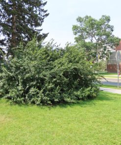 Cotoneaster, Peking (Hedge)