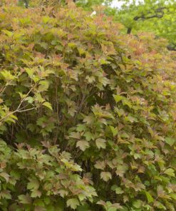 Cranberrybush, Bailey's Compact