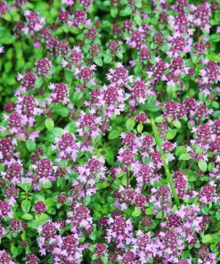 Creeping Thyme, Purple Carpet