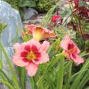 Daylily, Strawberry Candy